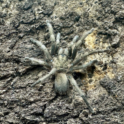 Chaetopelma olivaceum - L1/2