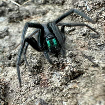 Sergestia florentina - L1/2