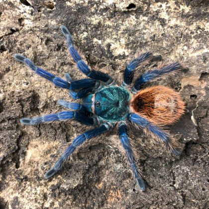 Chromatopelma cyaneopubescens - L3/4