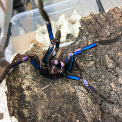 Chilobrachys natanicharum - L2/3