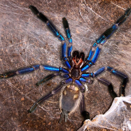 Chilobrachys sp. tropical blue - L3/4