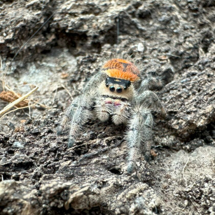 Phidippus regius Everglades  - samica L6/7