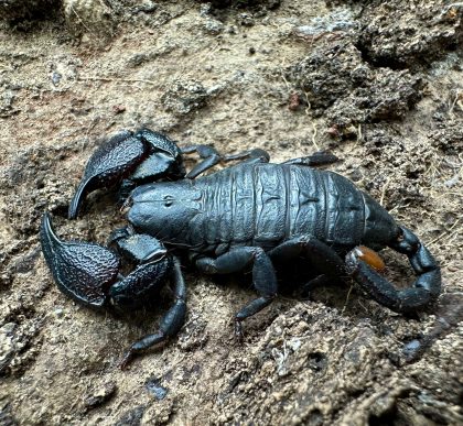 Cheloctonus jonesii - L2
