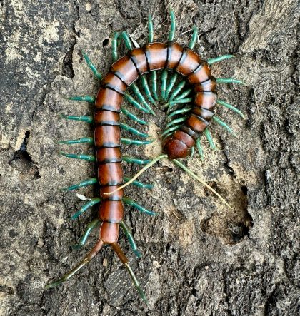 Scolopendra sp. Mint legs XL - subadult